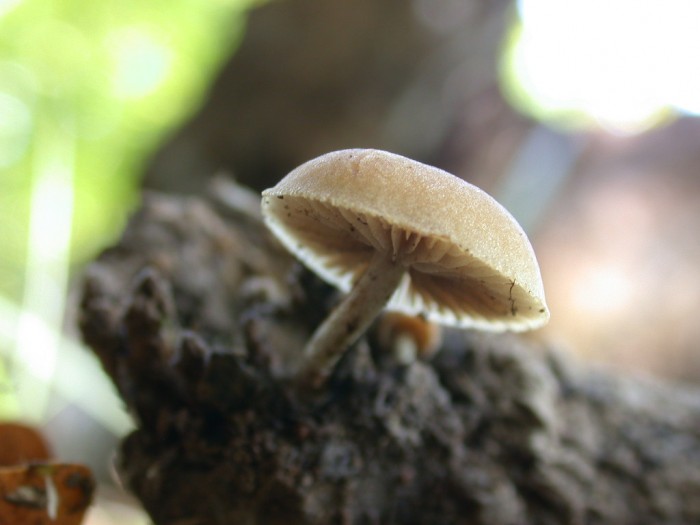 ROLY 27sep08 656.JPG