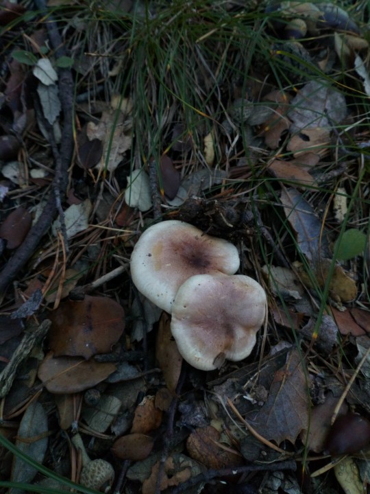 DSC_0803.JPG