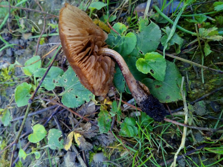 DSC_0307.JPG
