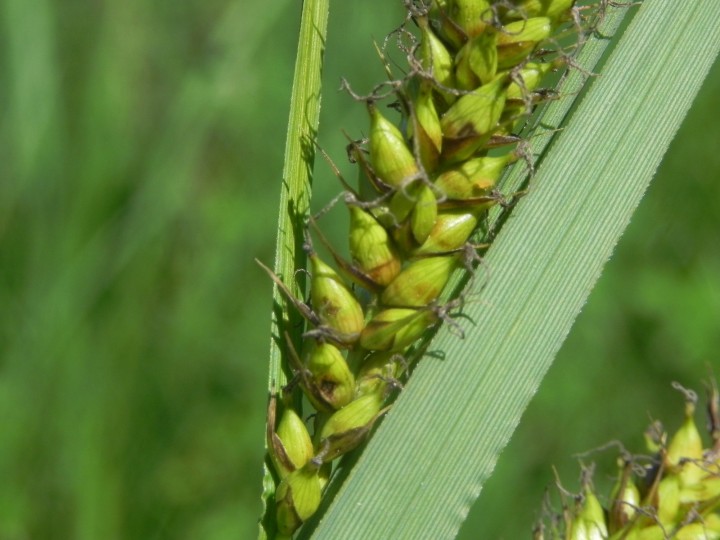 DSCN7996.JPG