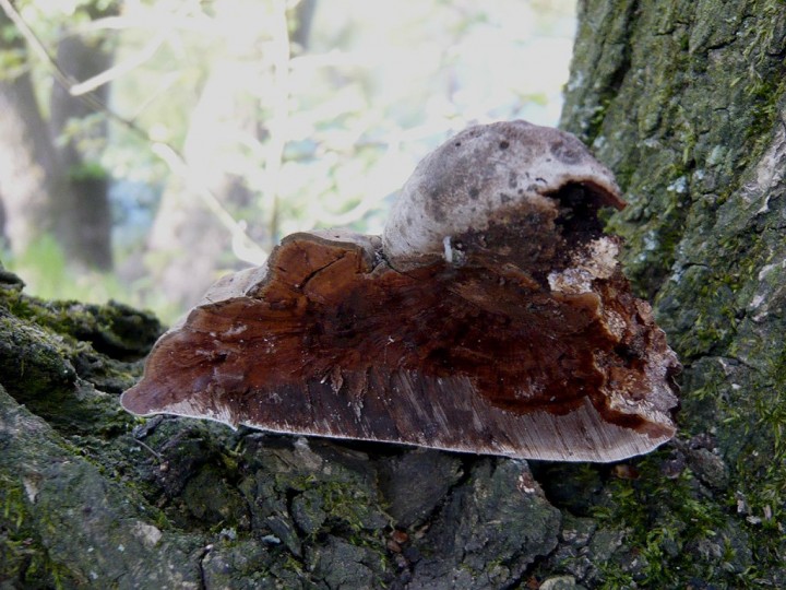 Ganoderma_adspersum_coupe.jpg