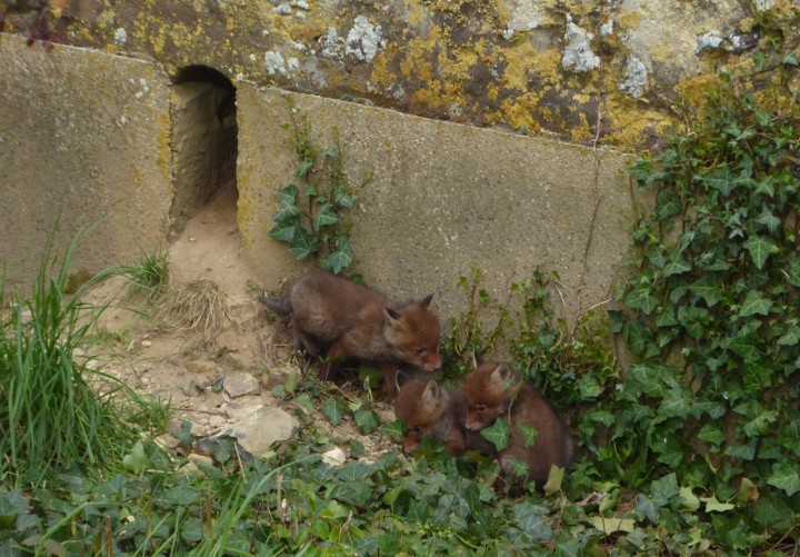 P1120593 (copie 1).JPG