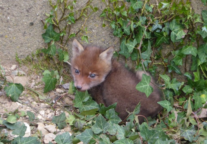 P1120604 (copie 1).JPG