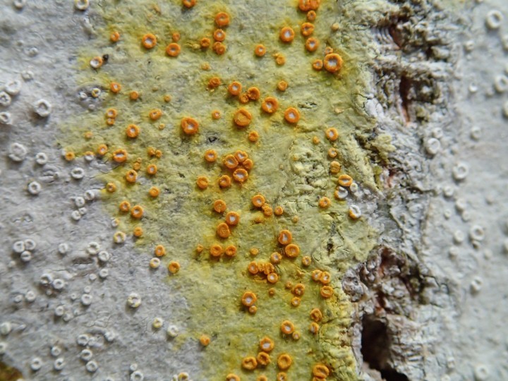 Lecanora albella [18] [2017-05-25] P+ (7).JPG