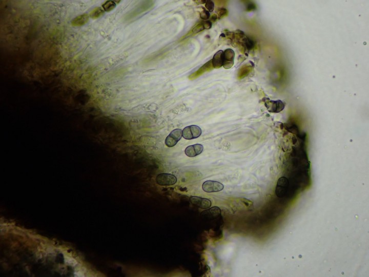 Amandinea punctata [51] [2020-01-02] x400 eau (7).JPG