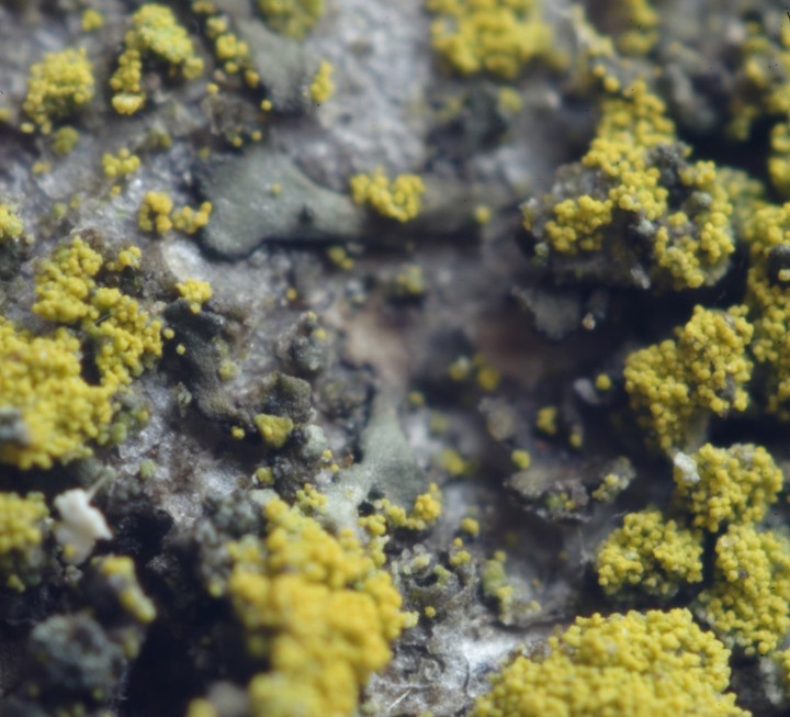 candelariella grossi.jpg