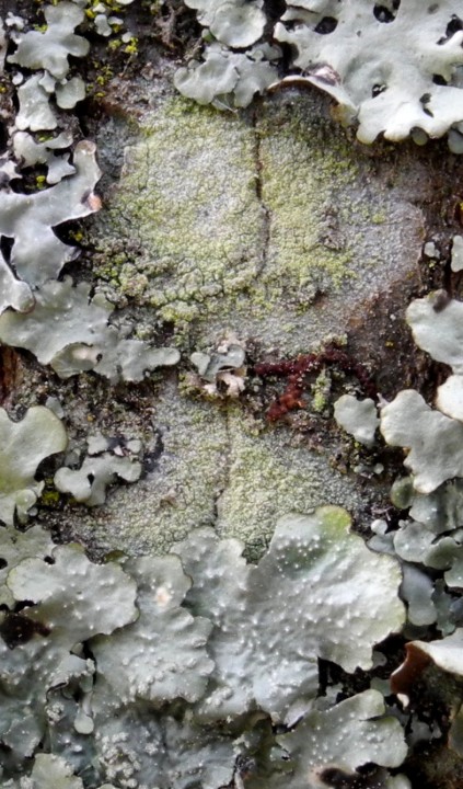 lecanora expallens vérif 2.jpg