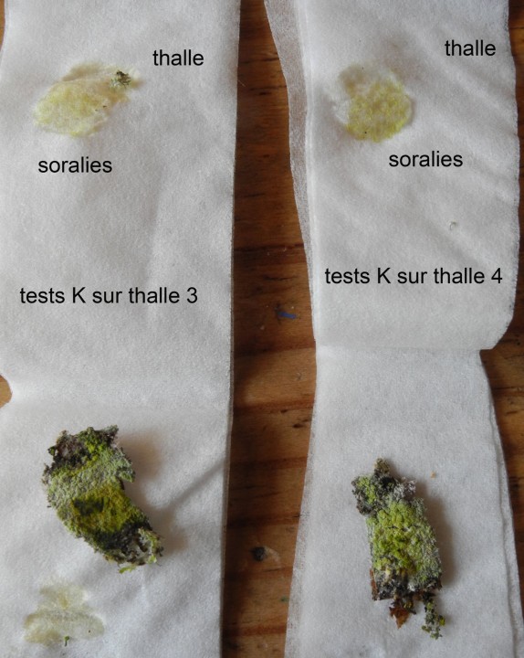 tests K avec buvard thalles 3 et 4.jpg