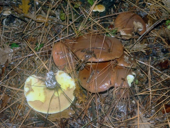 221108-090Suillus-luteus.jpg