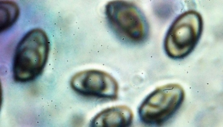 spores.jpg