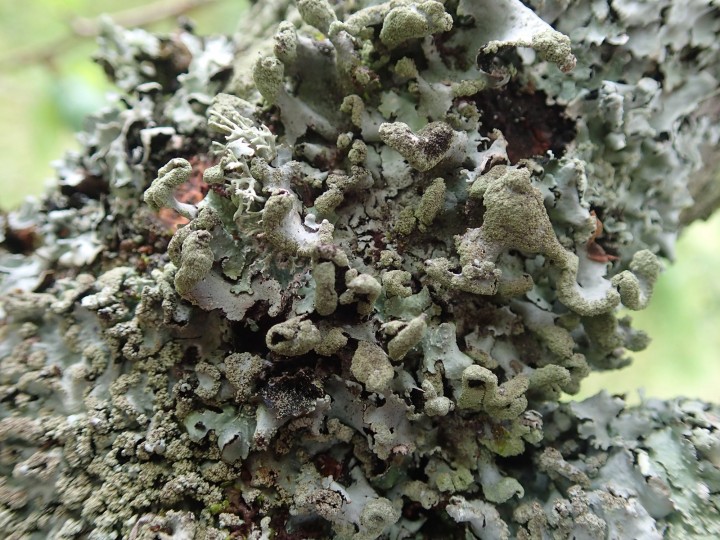 Hypotrachyna revoluta [51] [2018-06-12] (1).JPG