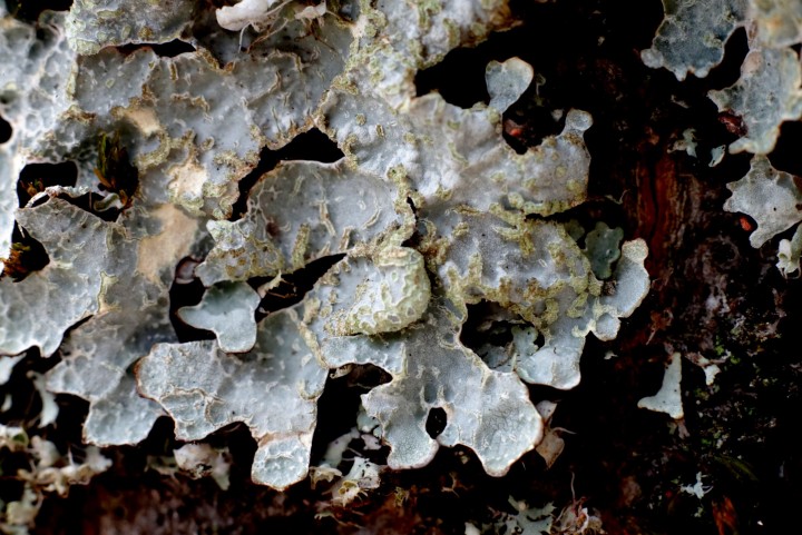 P sulcata très contrasté.jpg