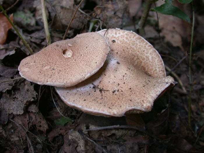 SOLEILMONT FLEURUS 033.jpg