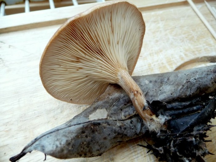 P1010480.JPG