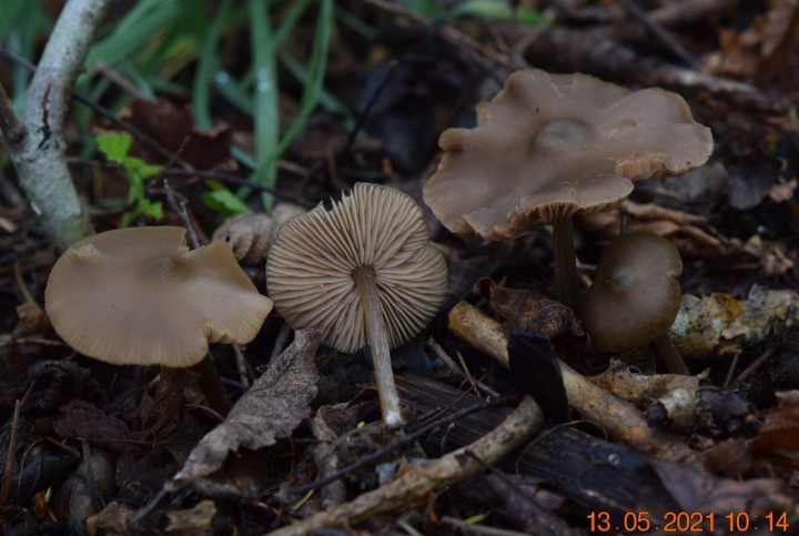 DSC_1664.JPG