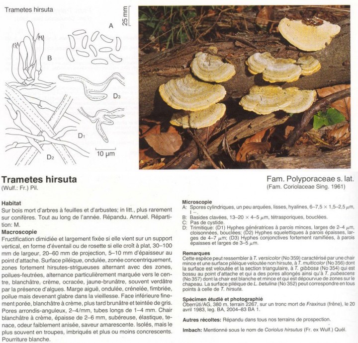 BK_Trametes-hirsuta.jpg