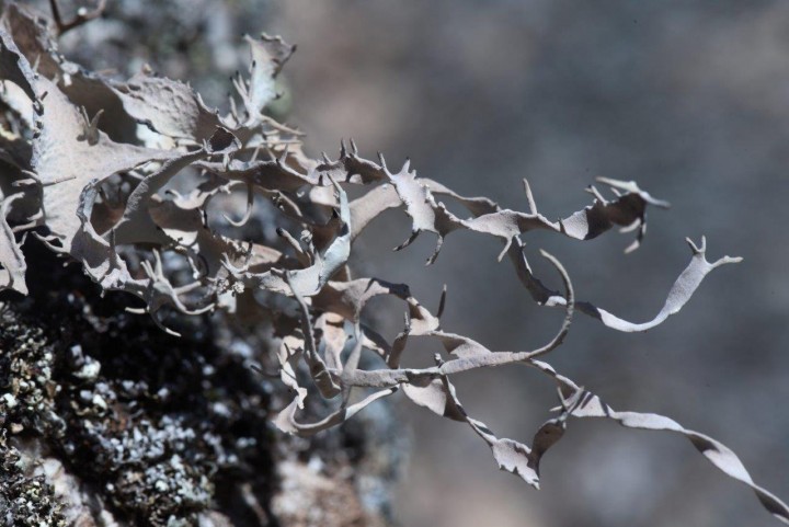 Lichen sp 1-Cauria-17052021-3.jpg