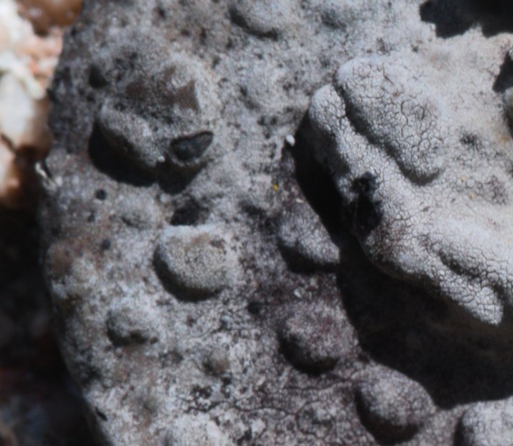 Lasallia brigantium-Cauria-17052021-1b.jpg