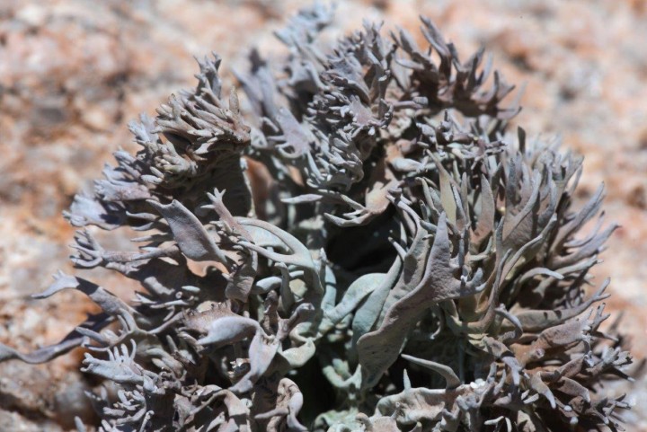 Roccella fuciformis-Cauria-220521-1.jpg