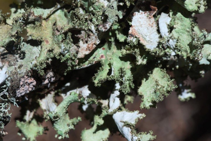 Lichen sp-Uomo di Cagna-18052021-2.jpg