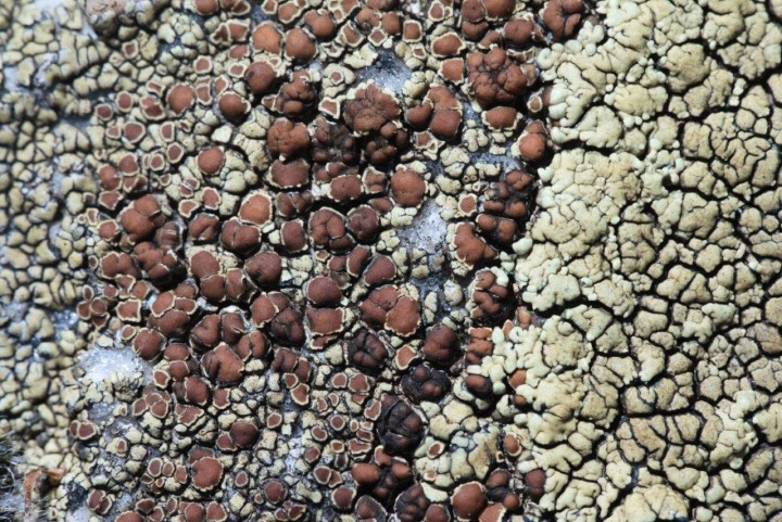 Lichen sp-Cauria-17052021-1.jpg
