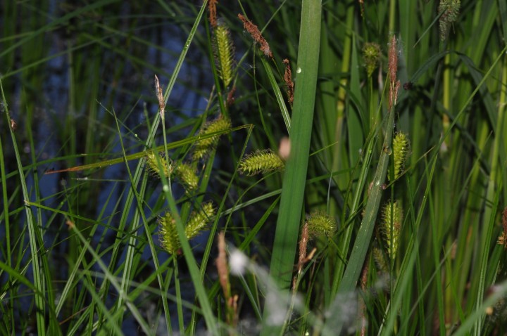 DSC_1442.JPG