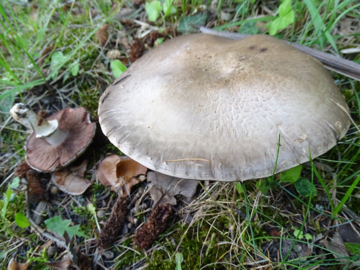 DSC00313.JPG