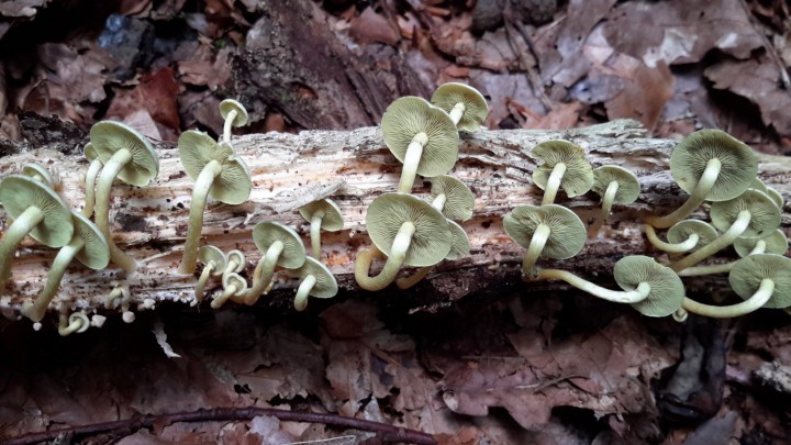Hypholoma_fasciculare_3.jpg