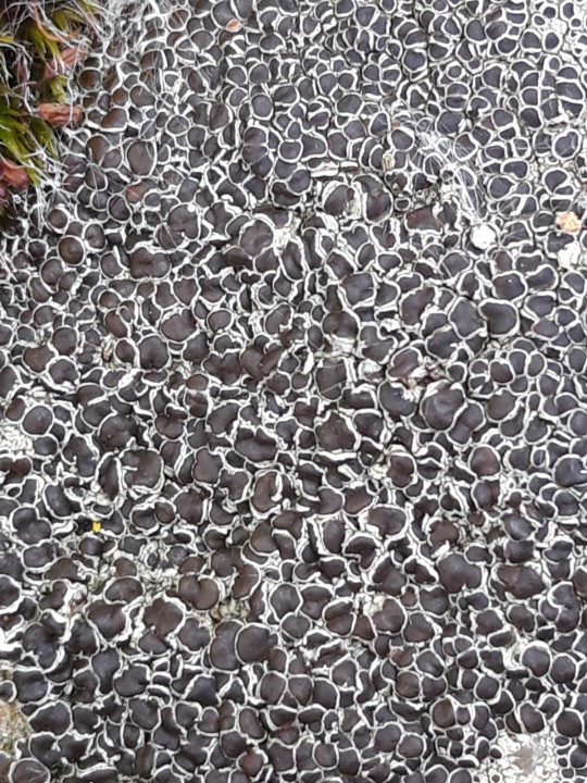 Détail.jpg