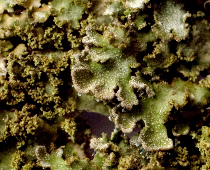 physconia grisea détail.jpg