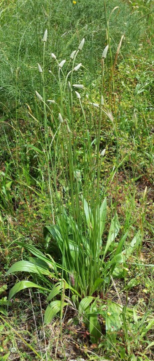 Cliquer sur l'image pour agrandir