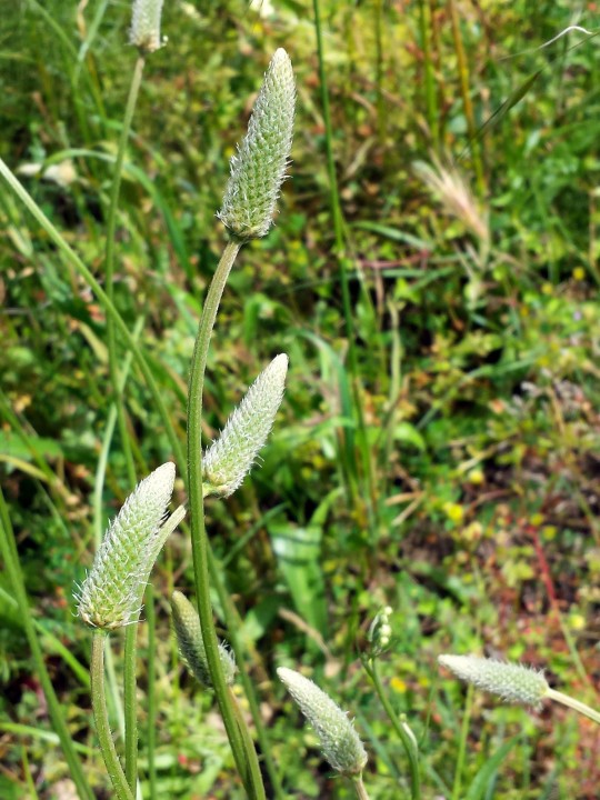 Cliquer sur l'image pour agrandir