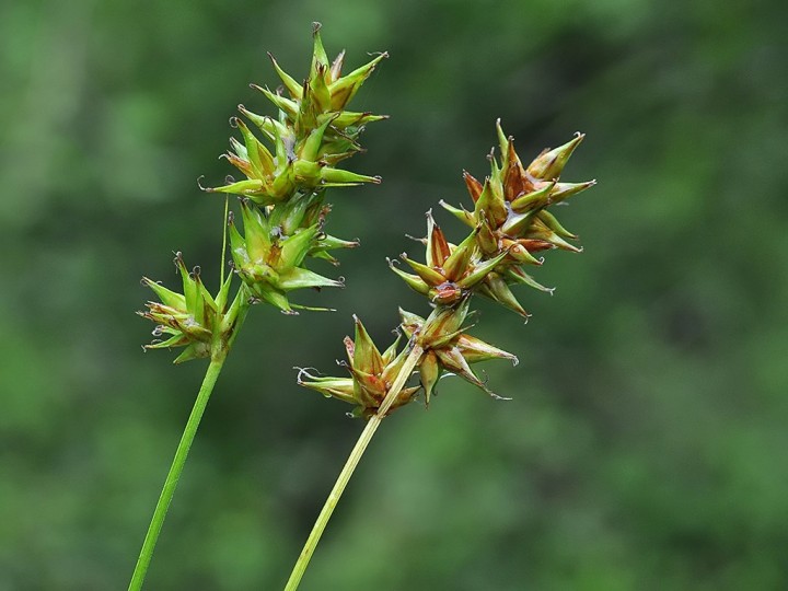 Carex_sp.jpg