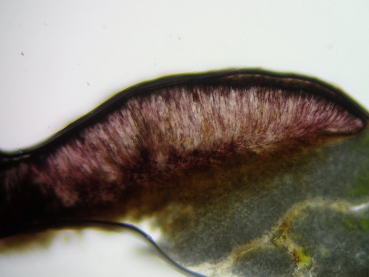 Tephromela atra var. torulosa [18] [2020-05-21] x100 eau (7).JPG