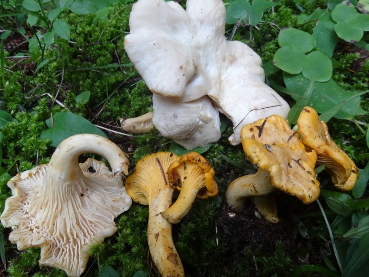 CANTHARELLUS PALLENS (3).JPG