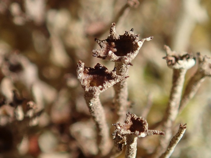 Cladonia cenotea [40] [2018-04-30] [HB182] (5).JPG