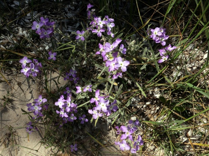 Cliquer sur l'image pour agrandir