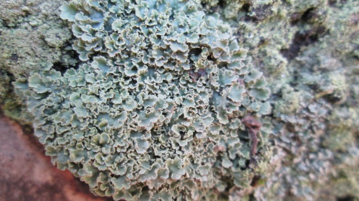 26 = bejaia 2 - pannaria conoplea.JPG