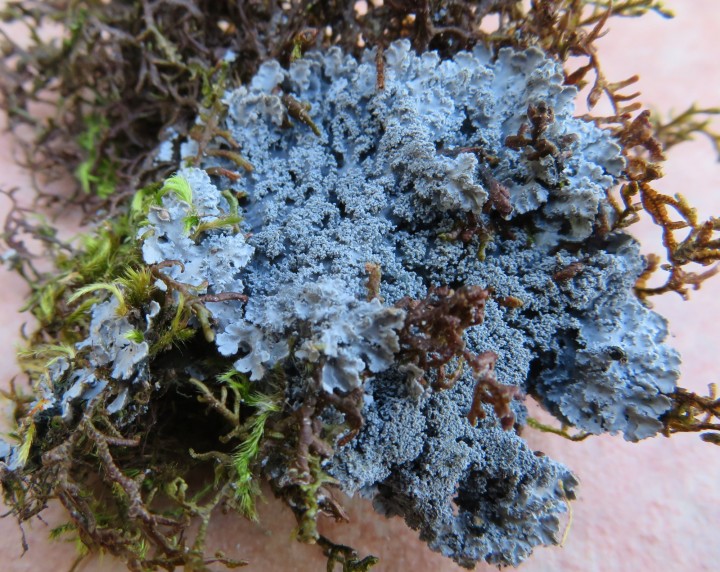 Pannaria conoplea (2).JPG
