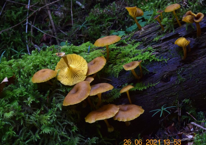DSC_1821_01.JPG