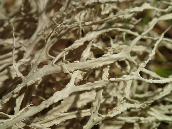 Ramalina farinacea chémomorpho. farinacea [18] [2017-02-04] (2).JPG