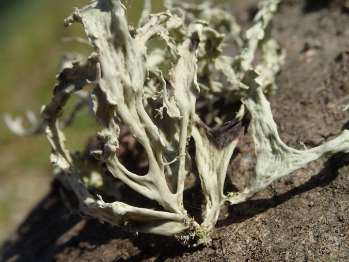 Ramalina farinacea morpho. phalerata [18] [2020-12-13] (9).JPG