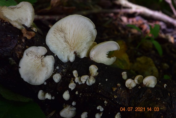 DSC_1868.JPG