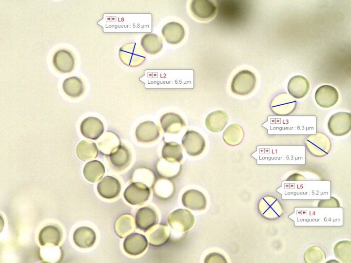 Capture_13.jpg