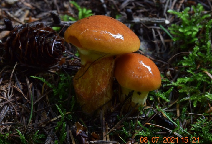 DSC_1925.JPG