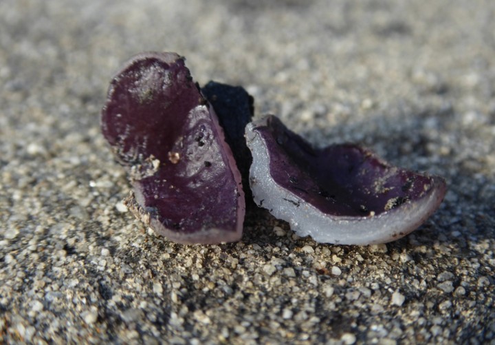 P1120712 (copie 1).JPG