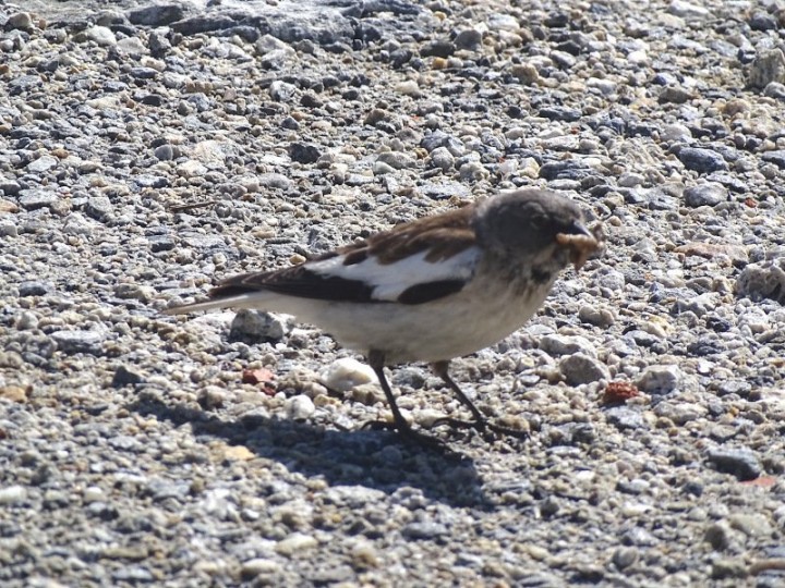 DSC01339b.JPG