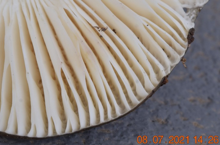DSC_1923.JPG