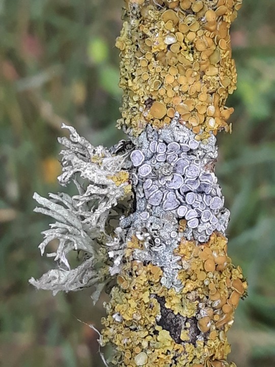 Lichen branche.jpg