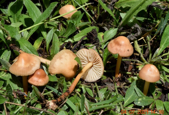 Marasmius oreades.JPG